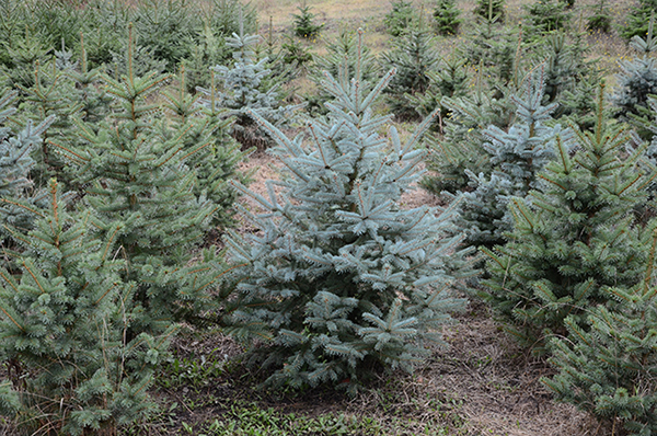 alberi di natale